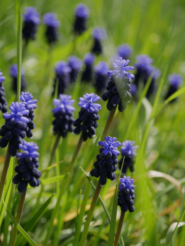 Bougies trempées MUSCARI