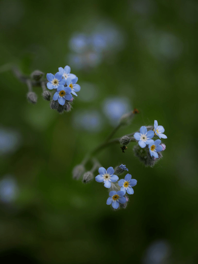 Bougies trempées MYOSOTIS