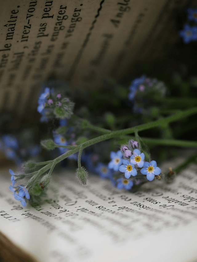 Bougies trempées MYOSOTIS