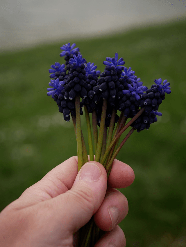 Bougies trempées MUSCARI