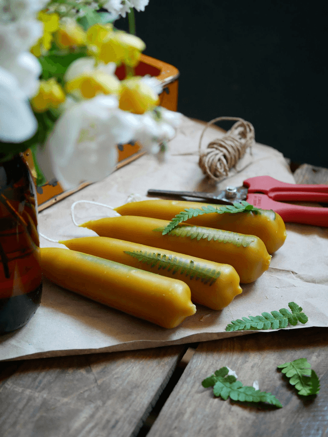Bougies trempées FOUGÈRE