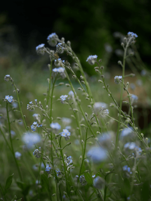 Bougies trempées MYOSOTIS